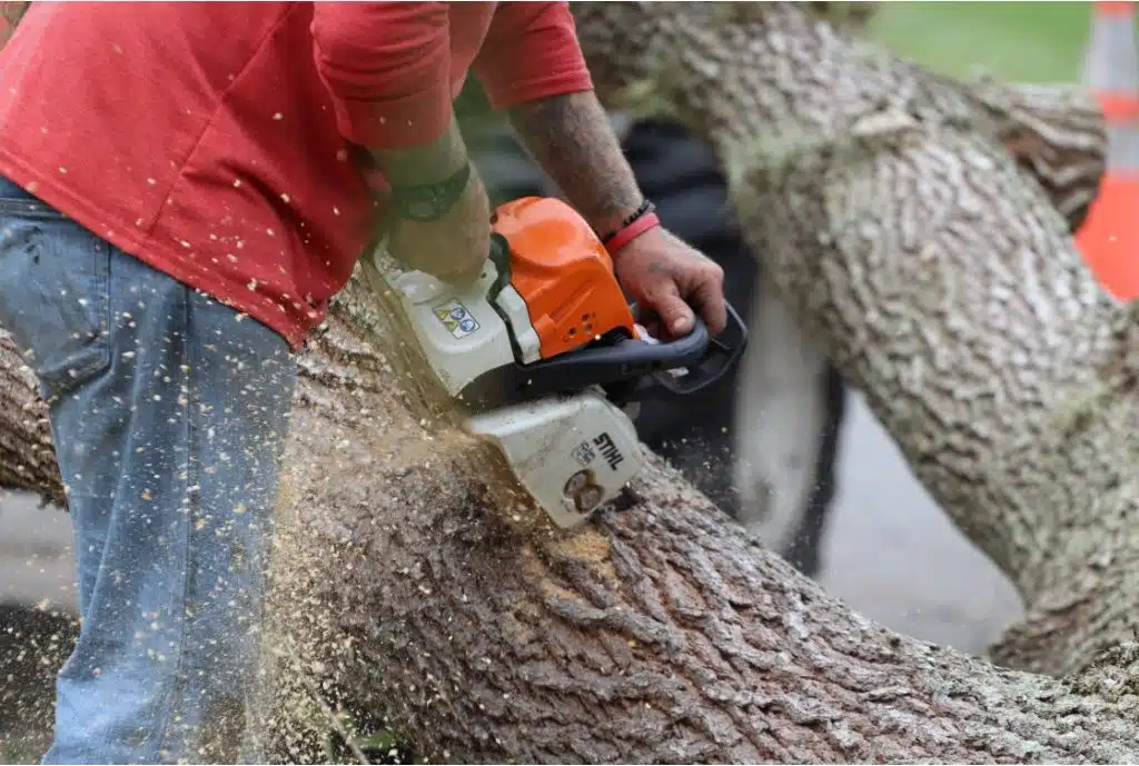 What is the Average Cost of Tree Removal in Bradenton FL?