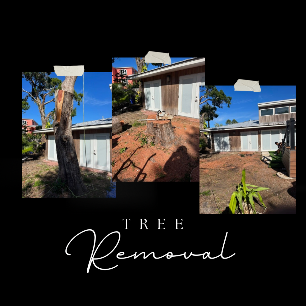 tree trimming vs tree removal south Tampa