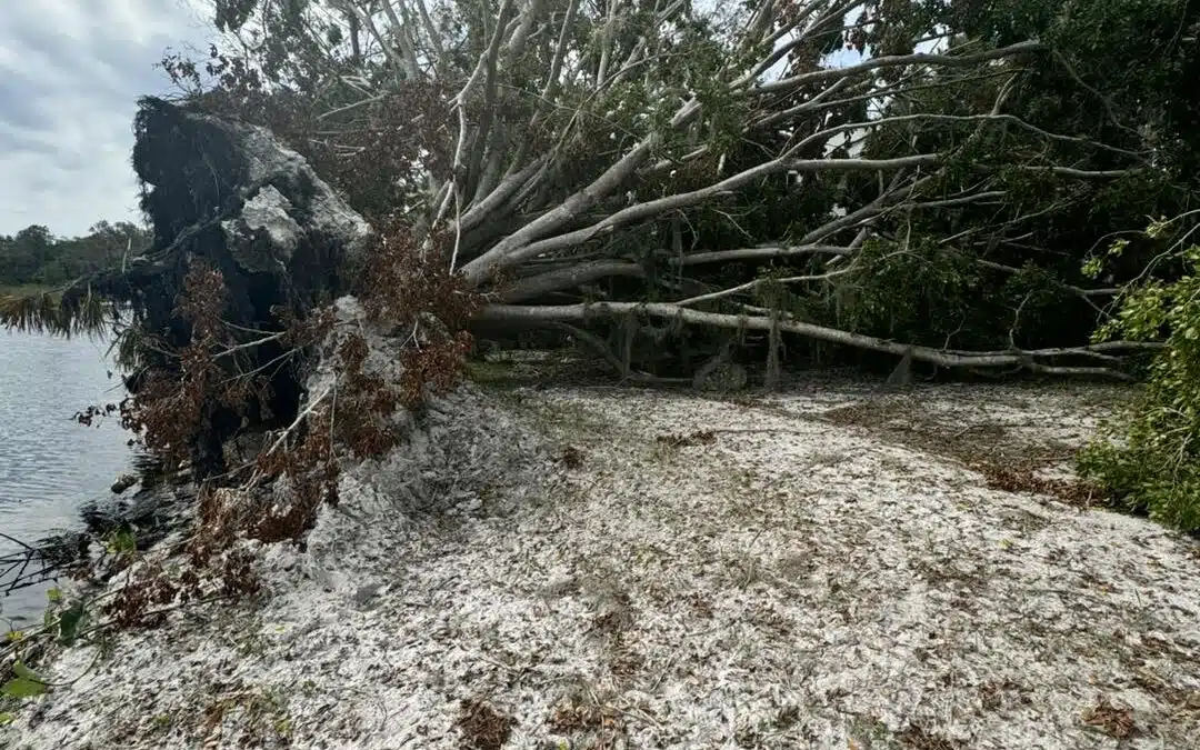 Why DIY Tree Cutting Can Cost More Than Professional Services