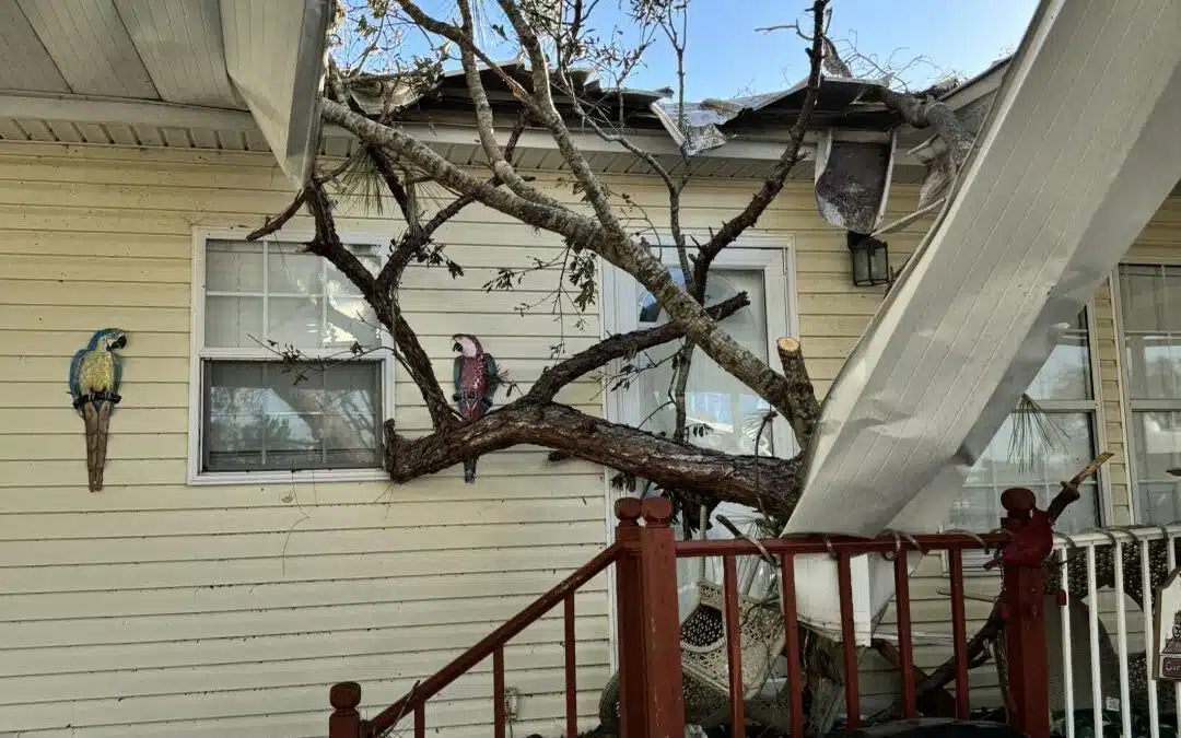 Emergency Tree Removal: What to Expect