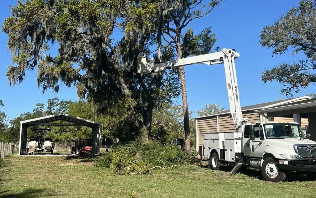 Florida’s Protected Trees