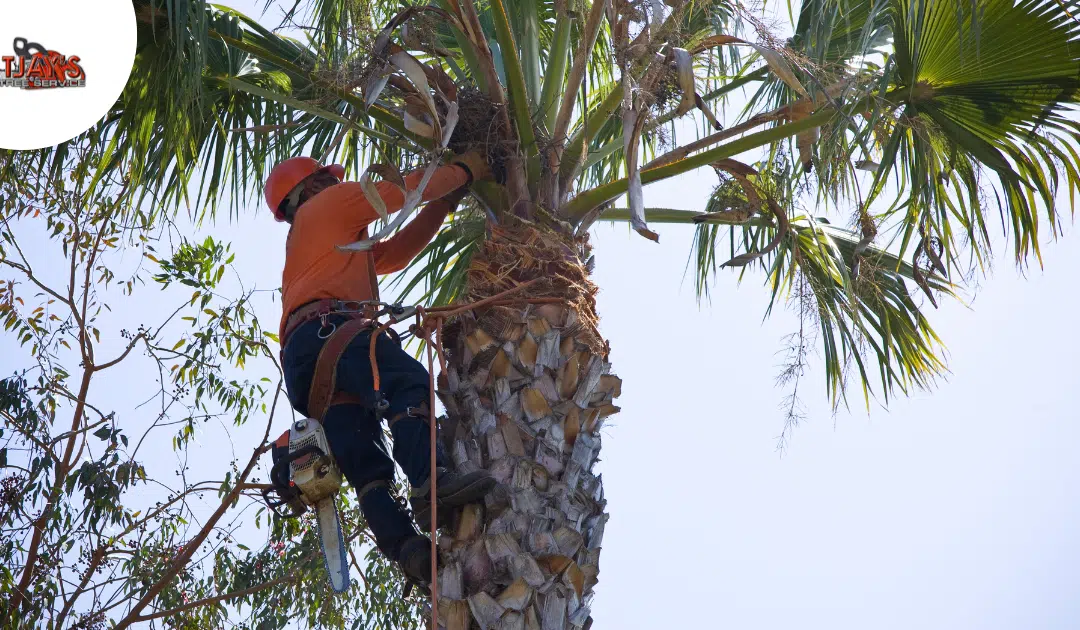 Florida’s Protected Trees