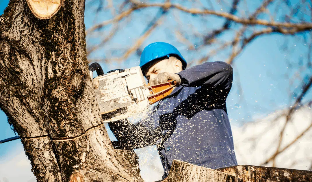 Best Times of Year for Tree Trimming in Florida