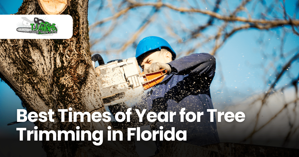 Best Times Of Year For Tree Trimming In Florida