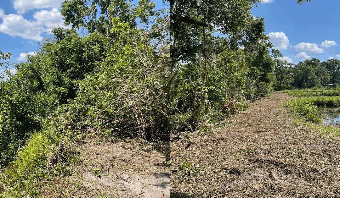 Brazilian Pepper Tree Removal Ruskin FL