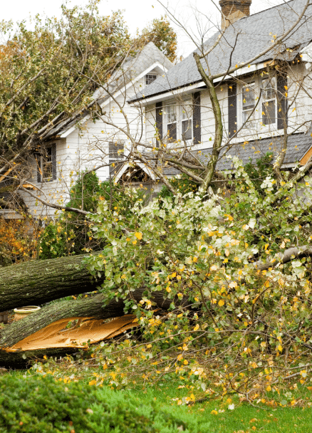 Trusted Hurricane Cleanup / Tree Service In South Tampa Bay, FL