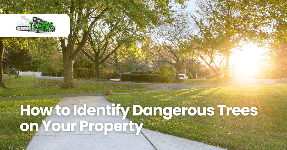 Tree Showing Risk How To Identify Dangerous Trees On Your Property