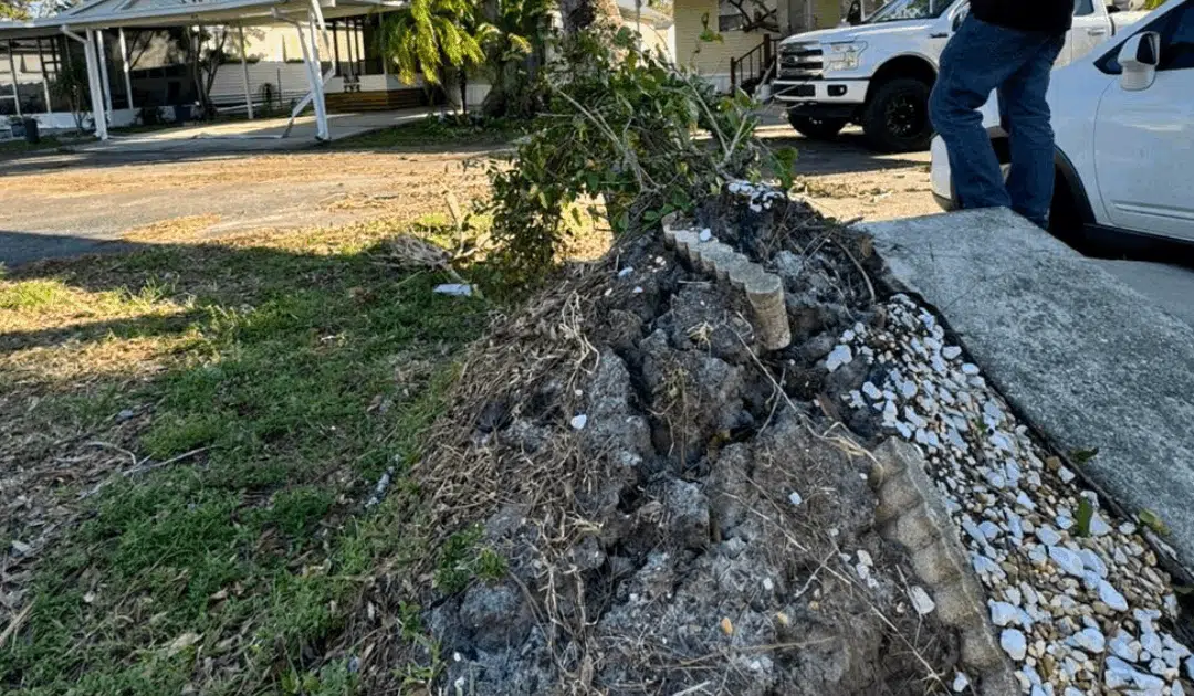 Tree Health & Disease Prevention in Florida