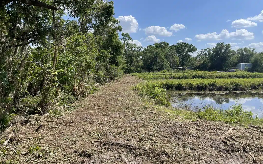 How Trees Affect Your Property Value in Tampa Bay