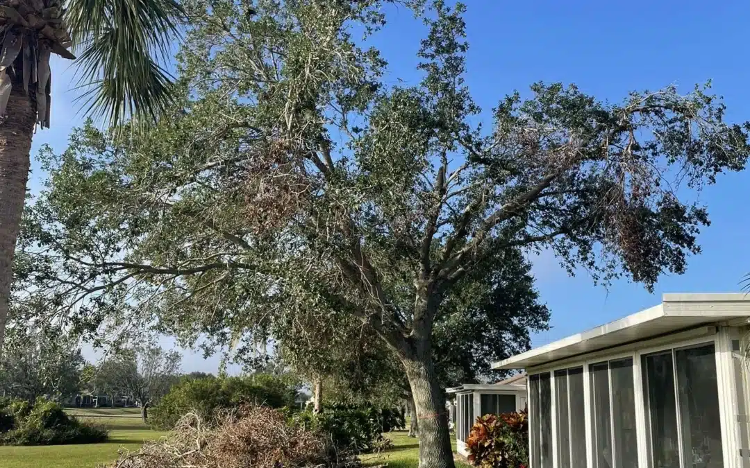 Diseased Tree Removal Project in Sun City Center, Fl