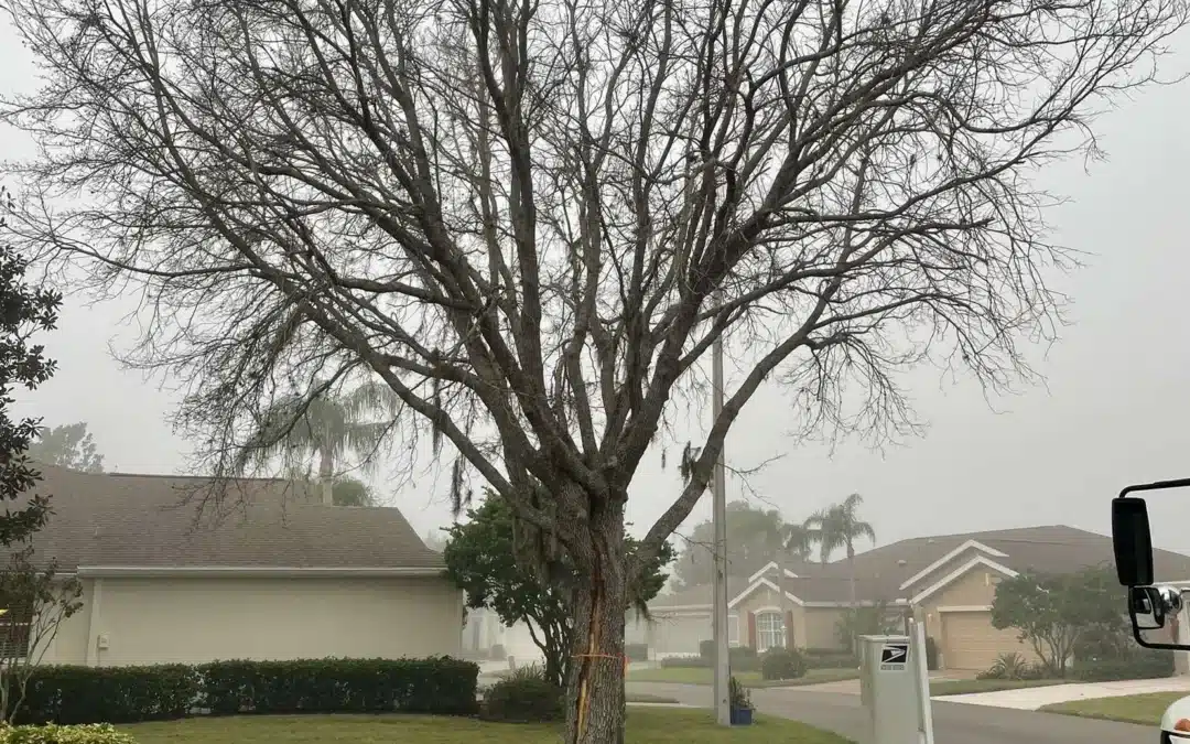 Tree Removal & Stump Grinding Project in Sun City Center, Fl