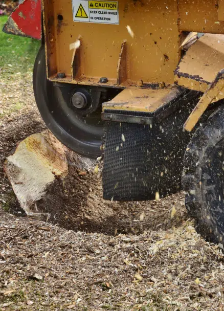 The Benefits of Stump Grinding vs. Chemical Removal