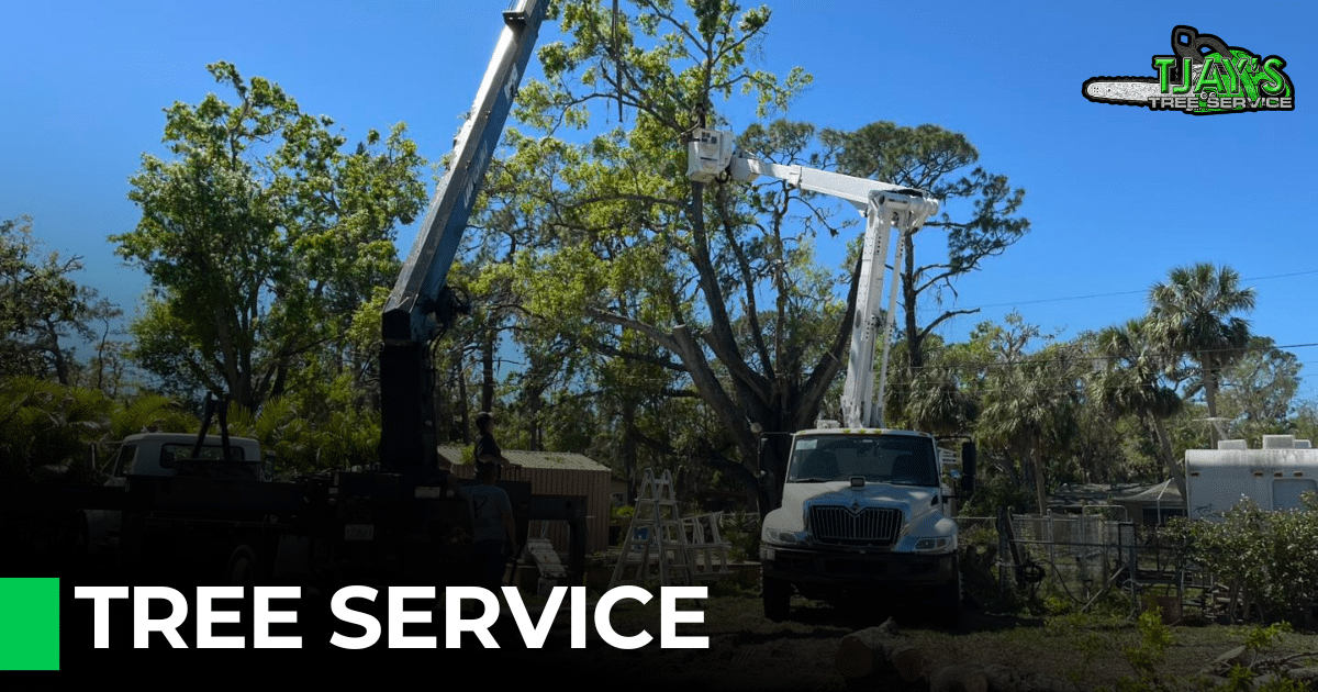 Premier Tree Service In South Tampa Bay, FL | Tjay Tree Service