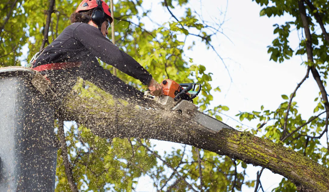 The Permit Process for Tree Removal in Hillsborough County