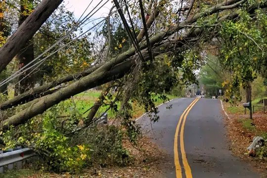 Post-Storm Tree Assessment