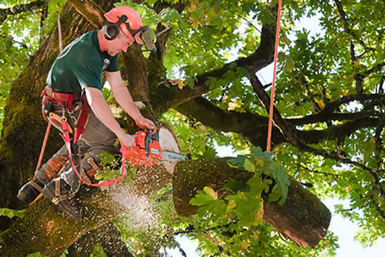 tree removal contractors in Bradenton FL