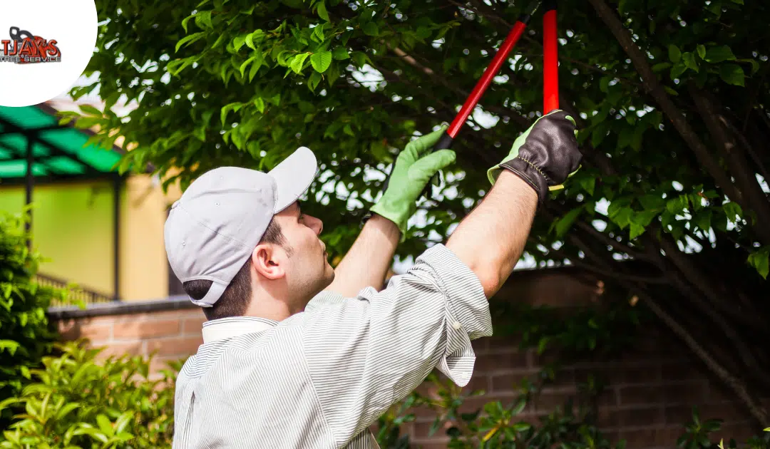 Why DIY Tree Cutting Can Cost More Than Professional Services