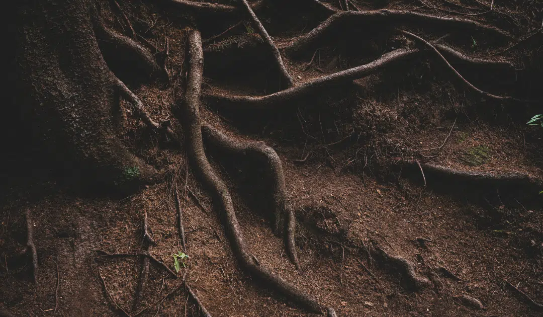 Tree Root Problems