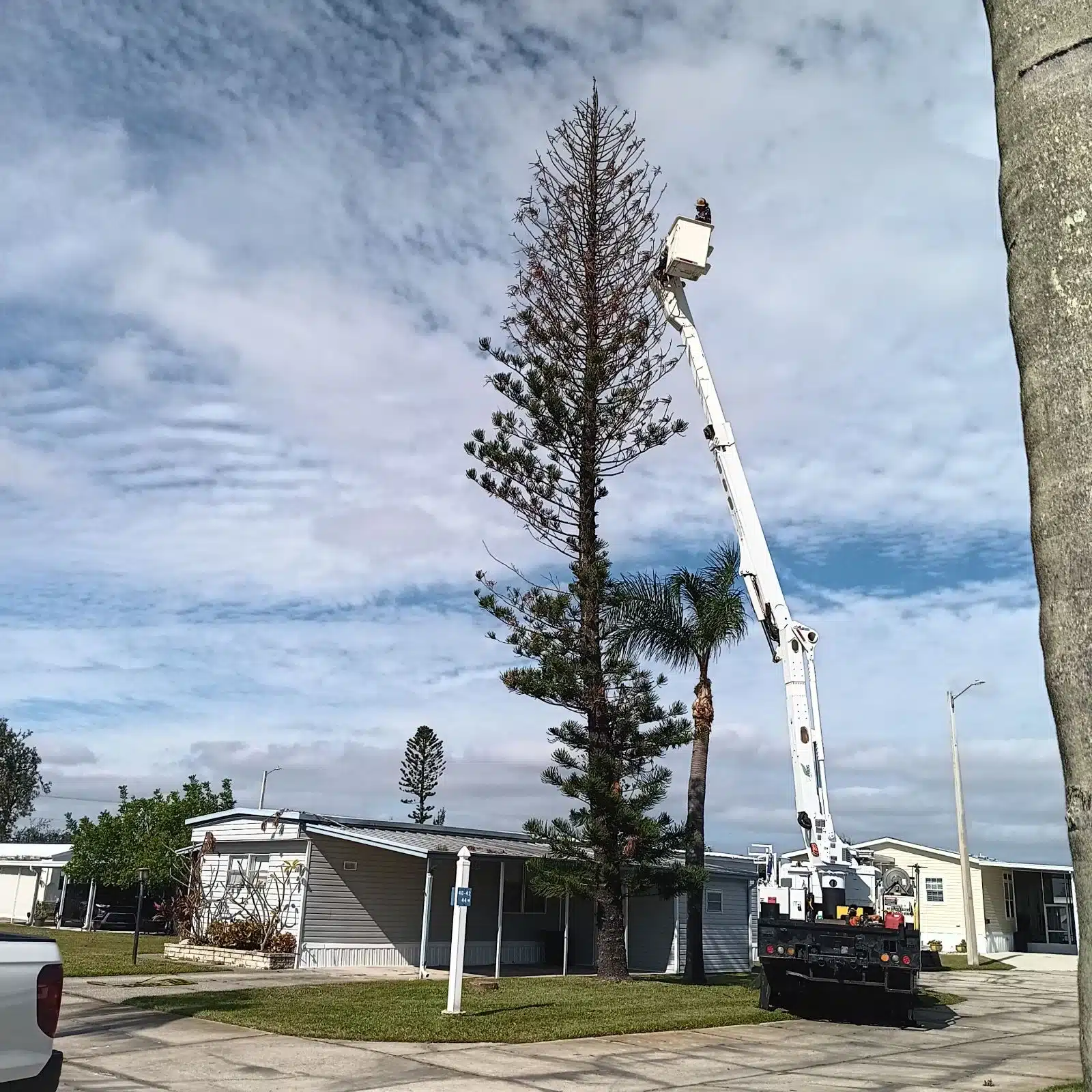Your Trusted Tree Care Services In South Tampa Bay Florida Area
