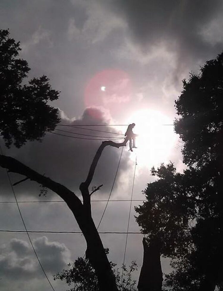 Tree failure during Florida storms causing uprooted tree in SouthShore area