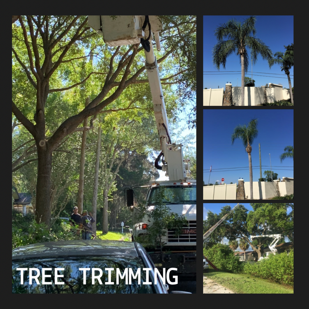 tree trimming vs tree removal south tampa
