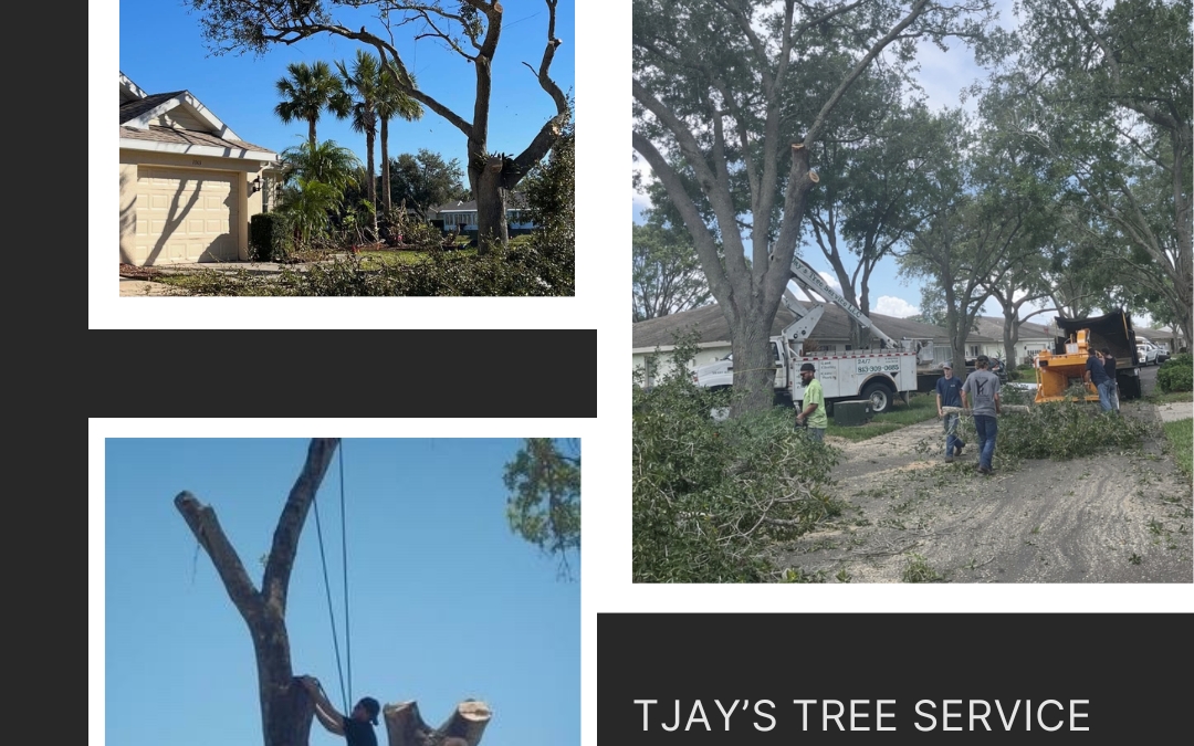 Tree trimming vs tree removal service in Tampa Bay FL